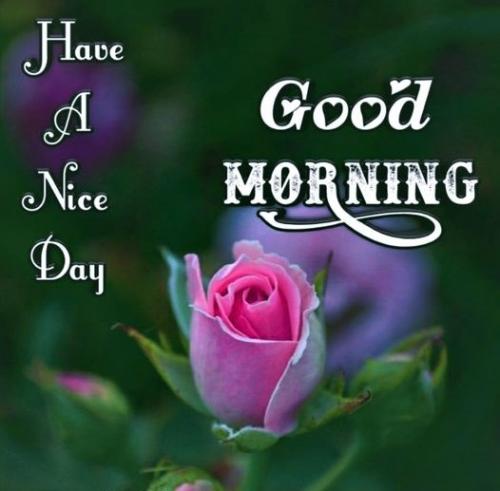 011723 - GM pink rose