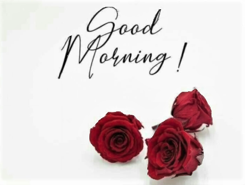 012423 - GM red rose