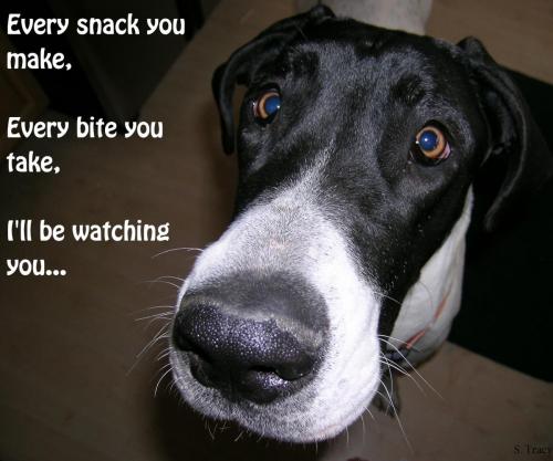 Great Dane - I'll be watching you