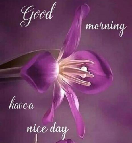 010223 - GM Purple lilies