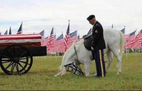 Flag - Soldier with white horse
