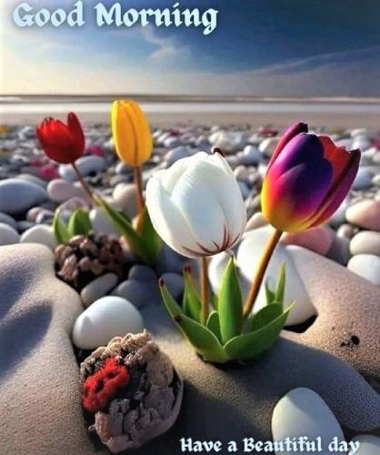 011323 - Tulips