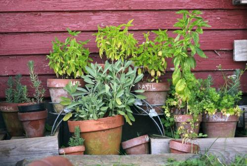 herb-garden-2294487_1920