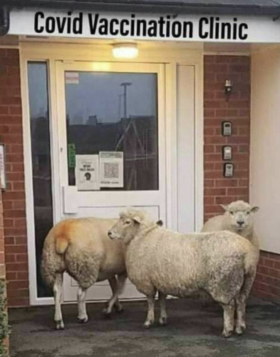 cv clinic sheep