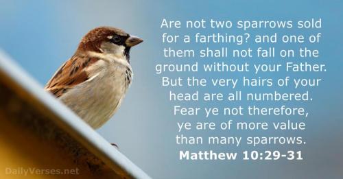 sparrows