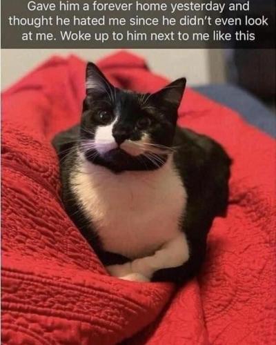 dobby_the_super_cat_328342817_1139899880035717_1575995909676797887_n