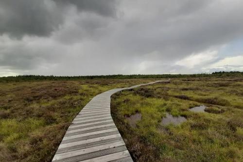 bog1