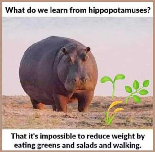 USA hippopotamuses