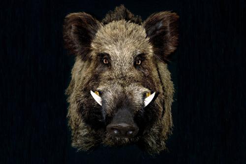 hog_header