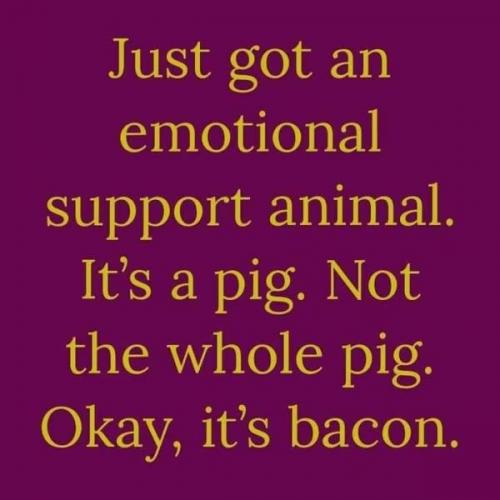 pig1