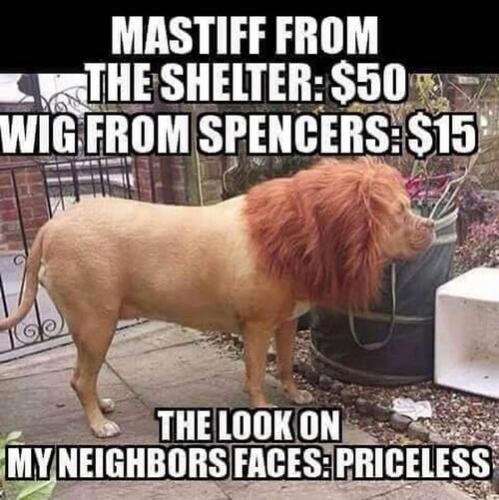 mastiff