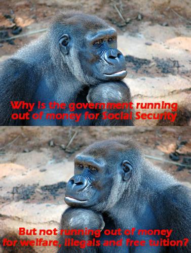 Gorilla