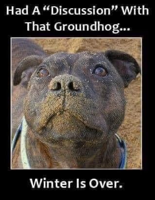 dog1