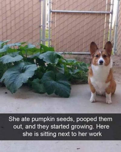 pupss.acc_328331691_719139389615793_2428193805525685189_n