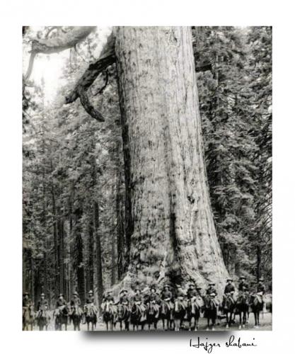 Tree -- Grizzly Giant (1900)