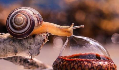 Snail -- Drinking from a bubble
