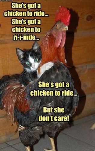 Chicken to Ride