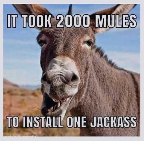 USA 2000 mules