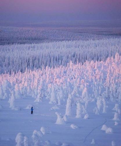 Snow, Finland -- Endless Snow-Covered Finland Forest