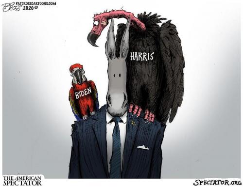 vulture