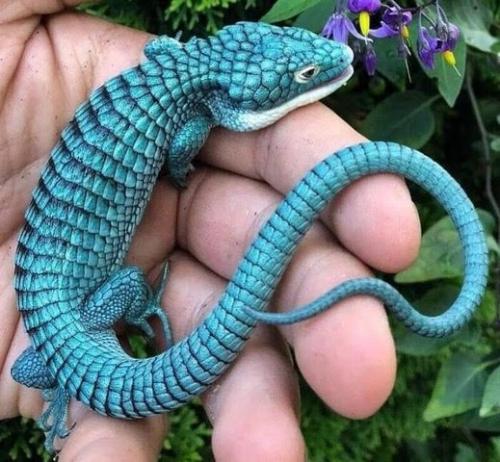 Lizard -- The Endangered Mexican Alligator Lizard