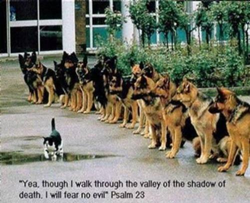 Ps. 23, Dog, Cat -- Fearless Kitty