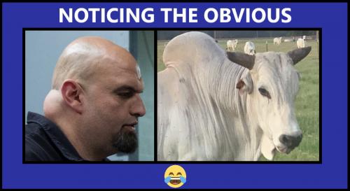 FETTERMAN-COW