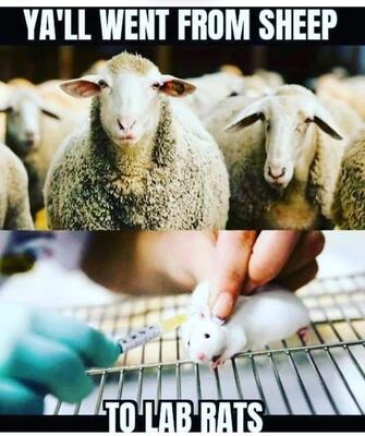 Lab Rats