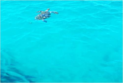 ss1atseaturtlevisits