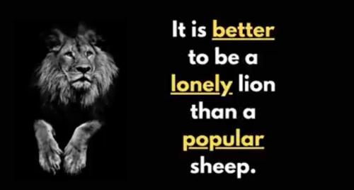 Lonely lion - Better than a popular sheep