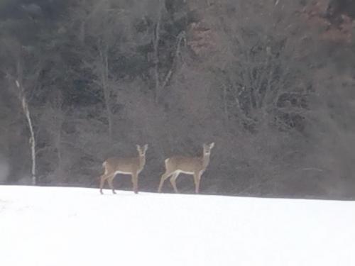 IMG_20230318_131100738