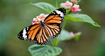 032123 - Catching Contentment