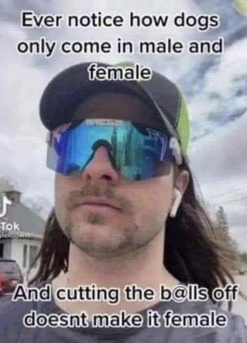 M dogs