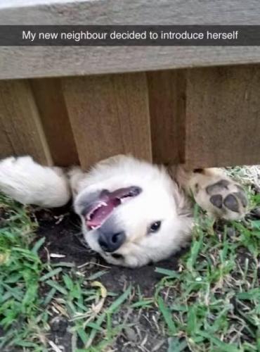 neighbor1