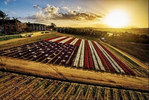 Flag - Field in sunrise