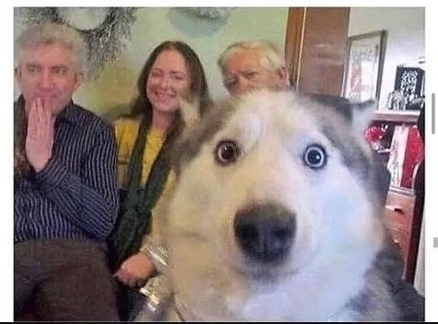 dog1