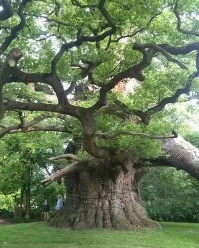 tree1