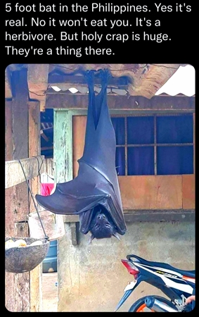 maga_b5276ca425a6b42a73b7a7f45dae5926