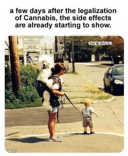 Cannabis - Legalized