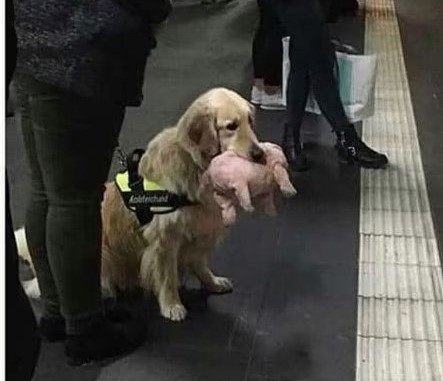 dogi