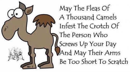 camels