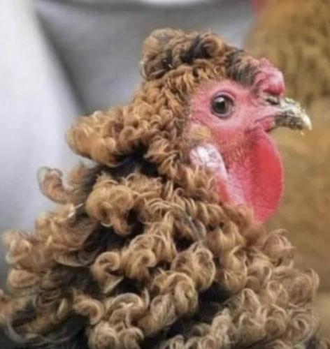 chicken1