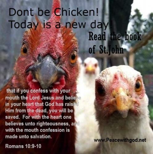 Chicken1