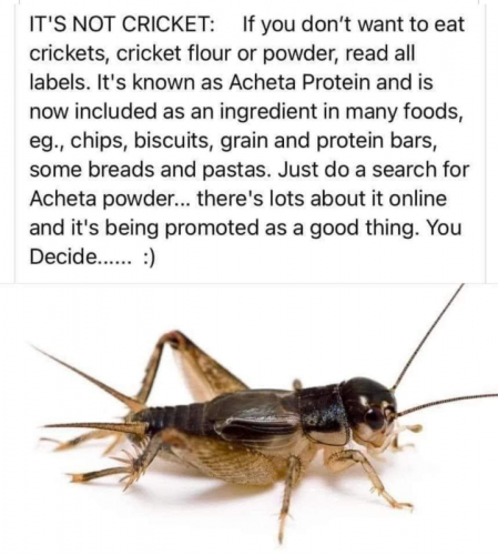 M insects