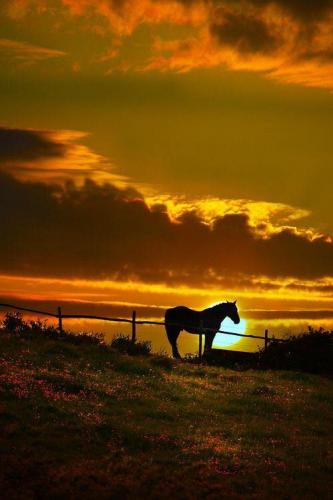 Good Night 1 - Horse in sunset