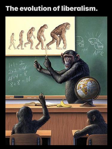 B evolution