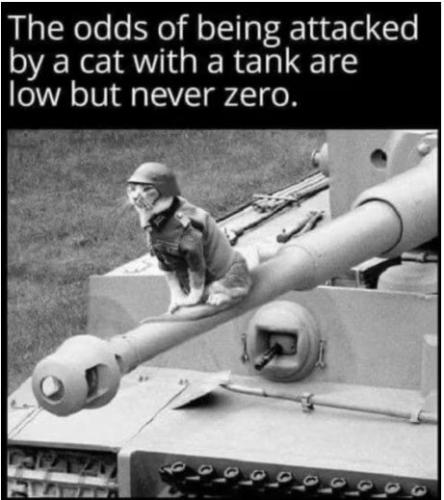 cat1