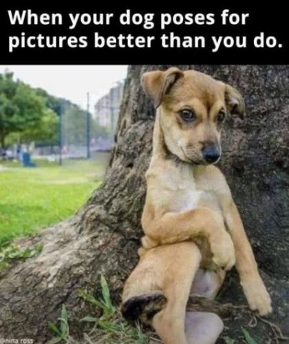 dog1