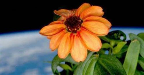 Ordinary Space Flower - it's the first flower grown in space