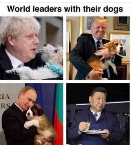 dogs-003